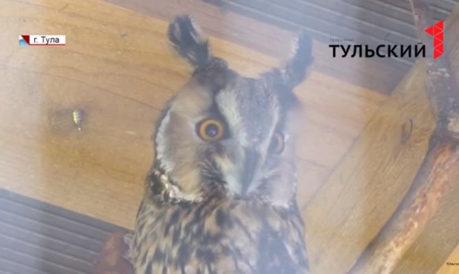 В Туле в Белоусовском парке проходит акция «Возьми опеку над животным»