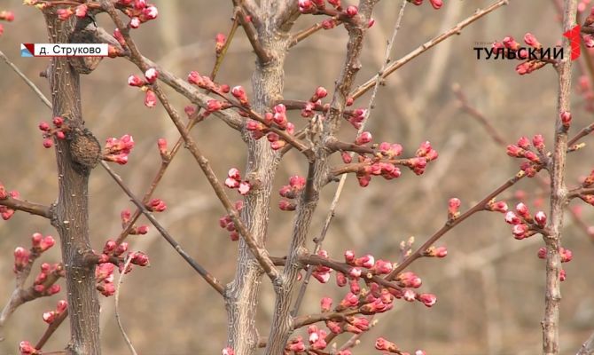 Как туляки могут купить саженцы плодовых деревьев