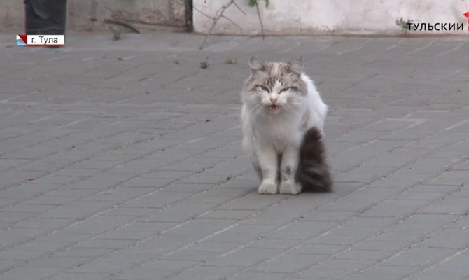 Из-за коронавируса туляки стали выкидывать на улицу своих кошек и собак
