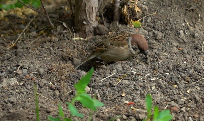 К чему может привести сокращение популяции воробьев в Тульской области