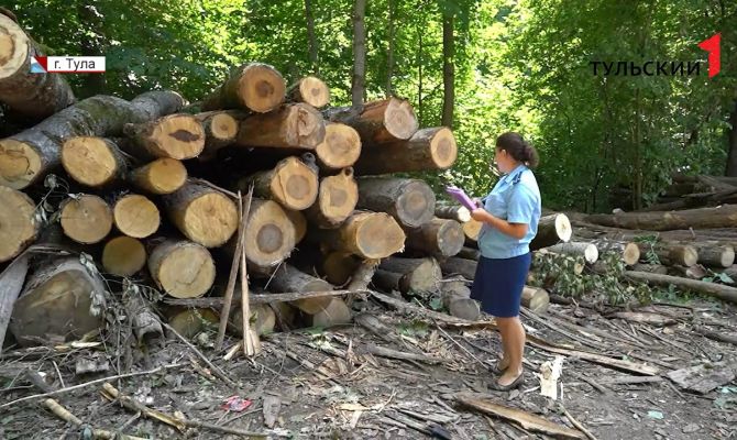Преступление или честный бизнес: надзорные органы проверяют законность вырубки леса в Туле