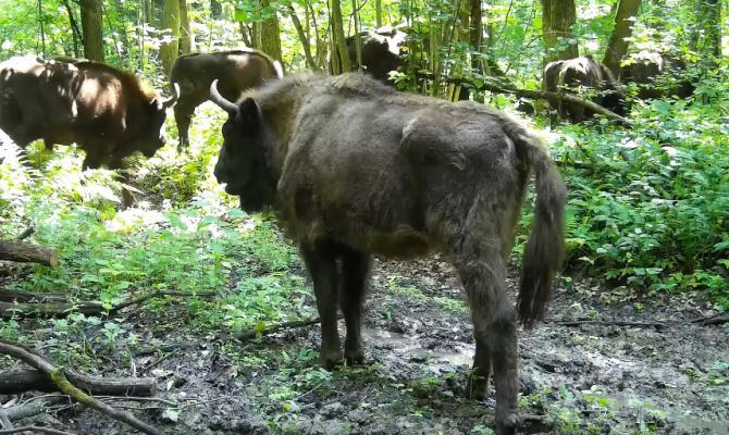 В лесу на границе Тульской области заметили стадо зубров