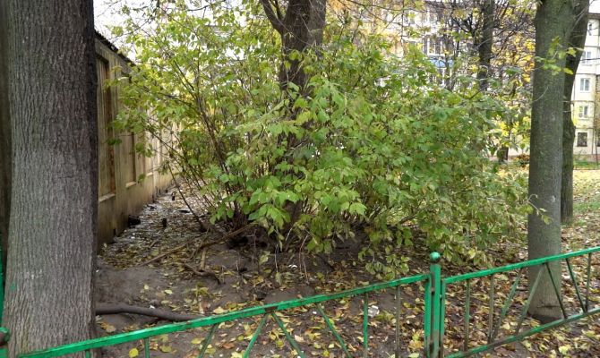 Крысы держат в страхе жителей центра Тулы: грызуны сидят на деревьях и бросаются людям под ноги