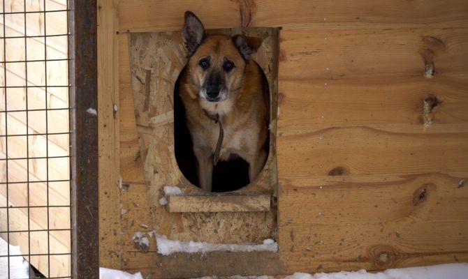 Туляк спас от живодеров 6 собак: сейчас он замерзает вместе с питомцами