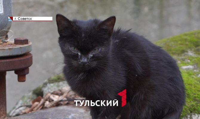 Двор жилого дома в Советске превратился в пристанище для бомжей и бездомных кошек