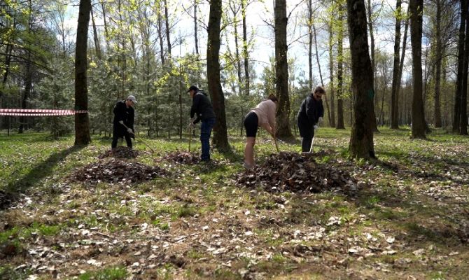 В Пролетарском парке Тулы высадили около ста сосен и десятки берез