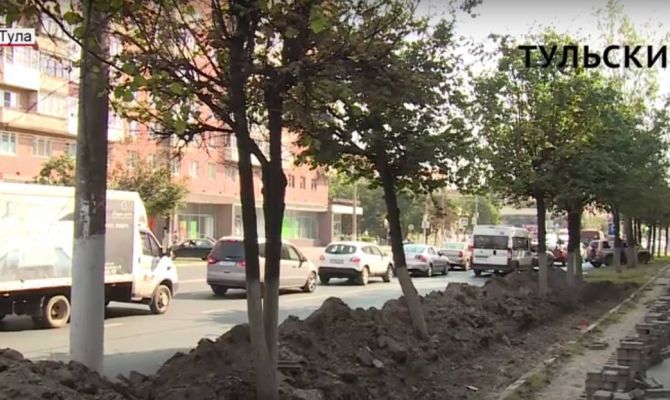 Экологи бьют тревогу: в Туле повреждено больше десятка деревьев. РЕПОРТАЖ