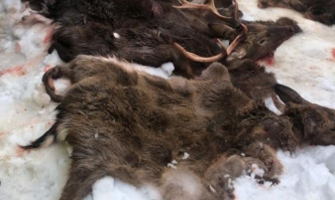 Полицейские в Одоевском районе поймали браконьеров