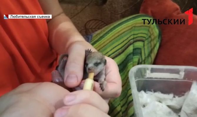 Тульский экзотариум проведет конкурс имен для новорожденных сурикатов