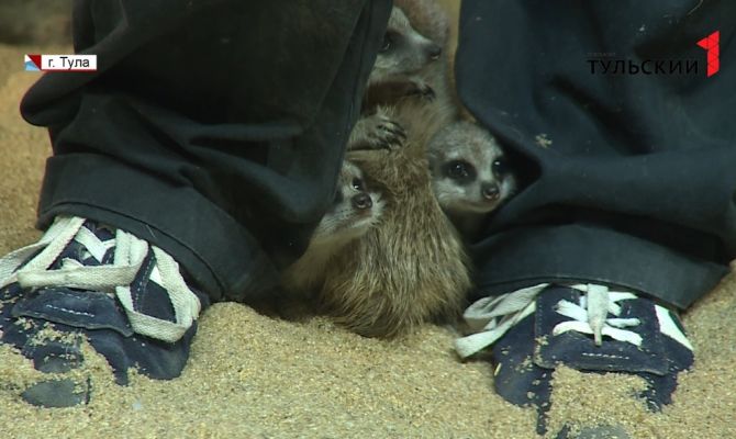 Мы вас не знаем: тульские сурикаты не пускают домой собственных детей