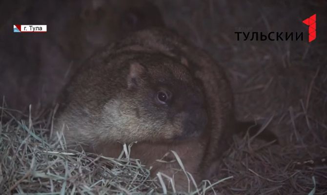 2 февраля сурок предскажет, какая весна ждет туляков