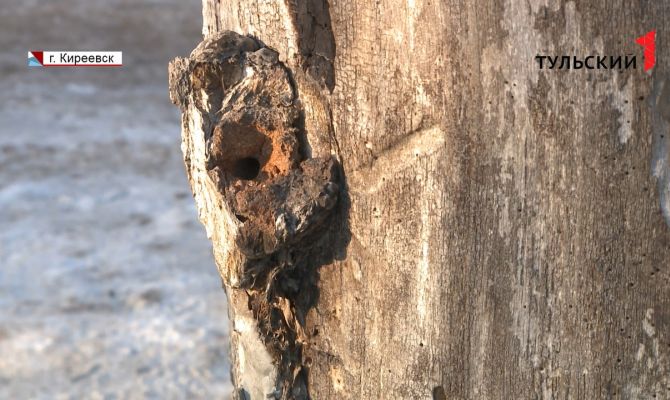 В Киреевске провели спецоперацию по спасению краснокнижных пчел