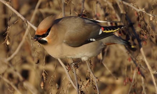 Тульский экзотариум приглашает на Всемирный день животных
