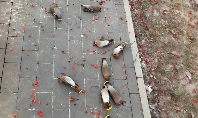 Мертвецки пьяные свиристели рассмешили туляков