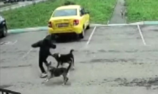В Узловой нападение стаи бродячих собак на ребенка попало на видео