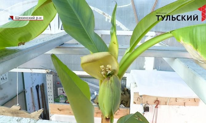 Как выглядит райский банан из теплиц «Ясной Поляны»