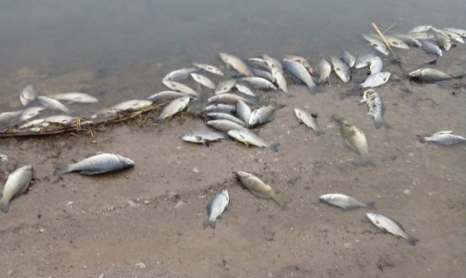 В Ясногорске в пруду массово погибла рыба: на месте работает прокуратура