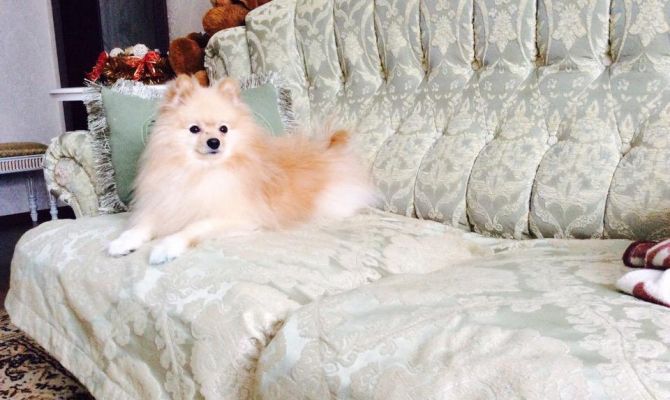 Стали известны ТОП-10 любимых пород собак у россиян в 2024 году