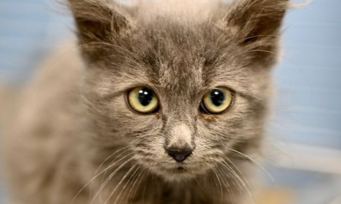 В Туле 28 апреля пройдет выставка животных «МашинаДобра»