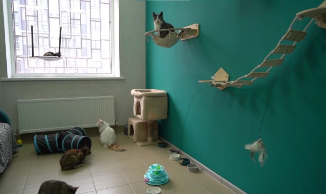 В Туле дети ножницами отрезали лапу котенку