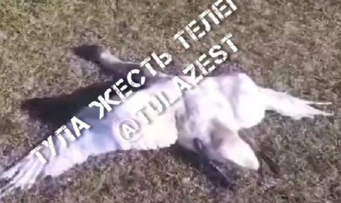 На Бушовском пруду под Тулой неизвестные застрелили лебедя