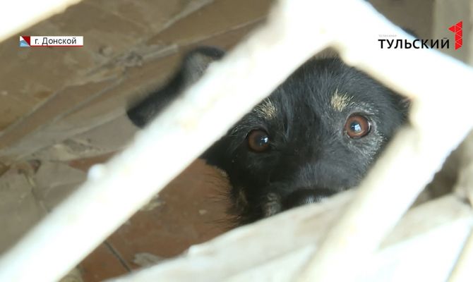 Жительница Донского держит в своей квартире 10 собак без еды и воды