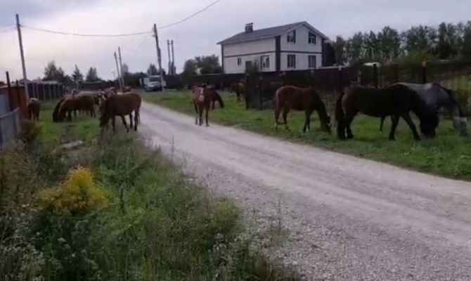 В селе под Тулой табун лошадей гуляет по улицам и огородам