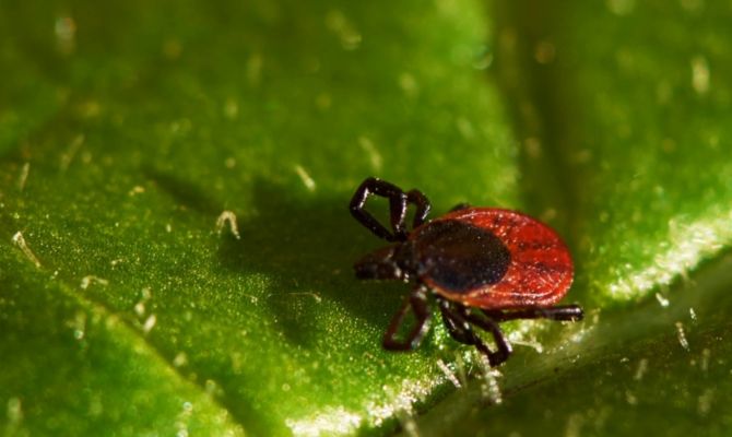 Клещи "придут" в Тулу в двадцатых числах марта