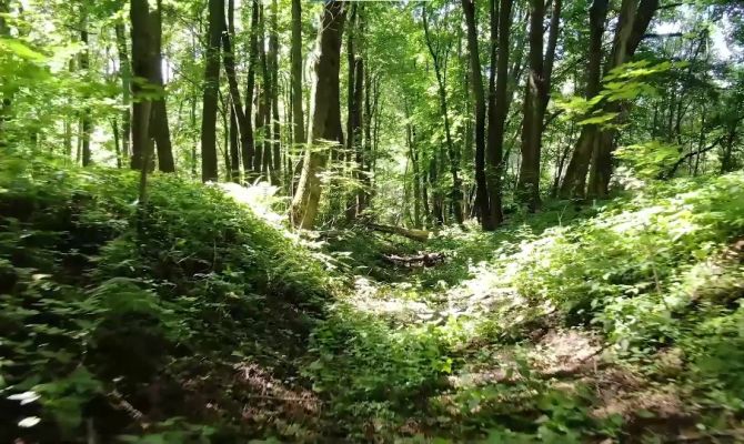 В Тульской области обнаружили медведей и рысей: как грибникам не попасть на тропу диких животных