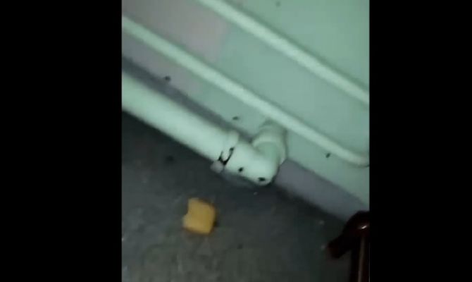 Туляки в соцсетях пожаловались на тараканов в больничной палате