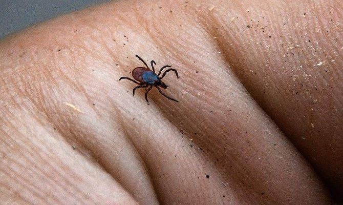 Роспотребнадзор предупреждает россиян о проснувшихся клещах 