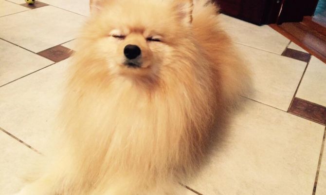 Стали известны самые популярные клички для собак в России