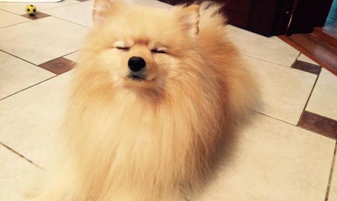 От Шпица до Акиты: публикуем список самых популярных пород собак среди россиян