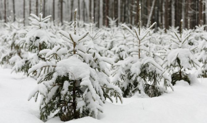 В Ясной Поляне усилят охрану мемориальных елей