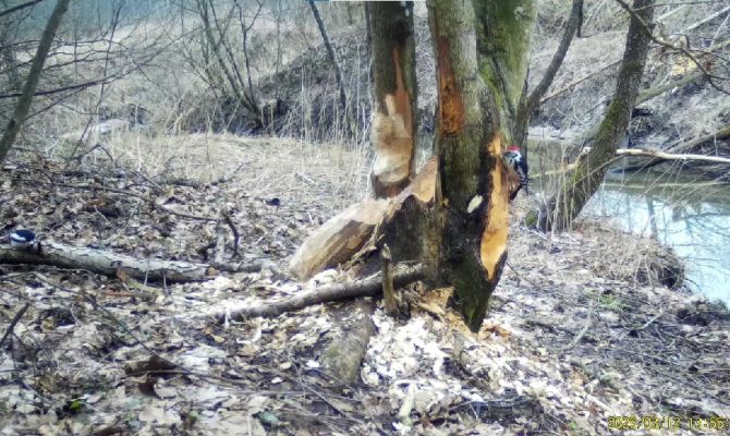 Противостояние двух дятлов попало на видео на границе Тульской области