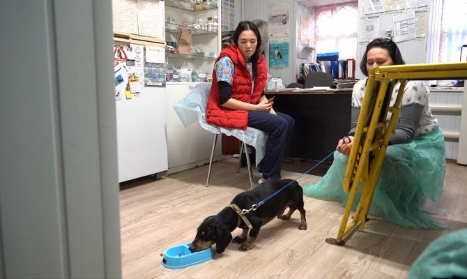 В Туле ищут дом для кане-корсо и таксы 