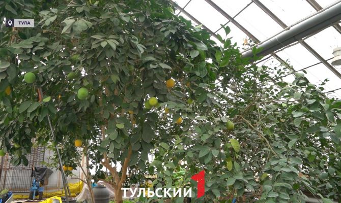 Центральный парк Тулы показал свою теплицу перед весенним сезоном