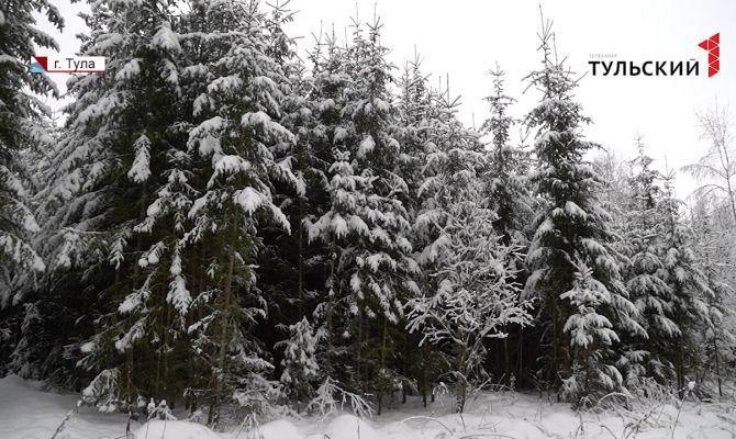 Под самый корешок: в Тульской области начались рейды по незаконной вырубке елок