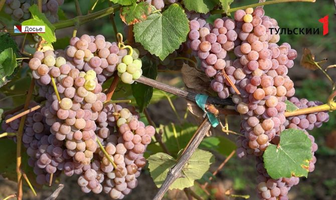 В Тульской области из-за земельного спора может исчезнуть уникальный виноградник