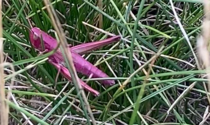 Туляки встретили на улице необычного ярко-розового кузнечика