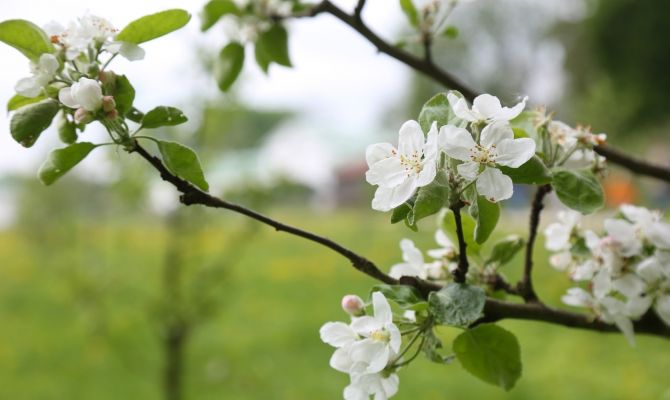 В Ясной Поляне расцвел яблоневый сад из романов Льва Толстого