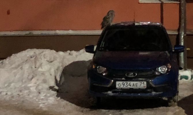 В Туле на Косой Горе заметили редкую длиннохвостую неясыть