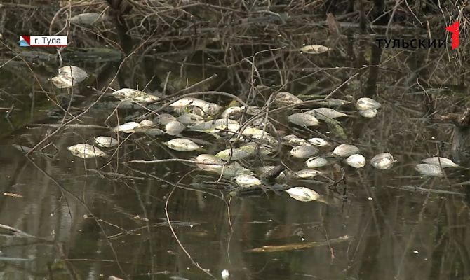 Мертвая рыба и фекальные реки: что стало причиной экологической катастрофы в деревне под Тулой