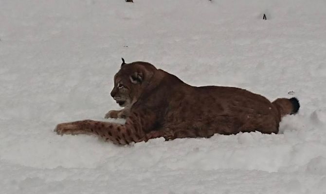 Рысь из подъезда тульской многоэтажки нашли мертвой