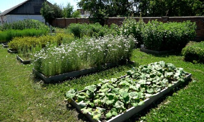 В Тульской области возрождают производство лекарственных трав