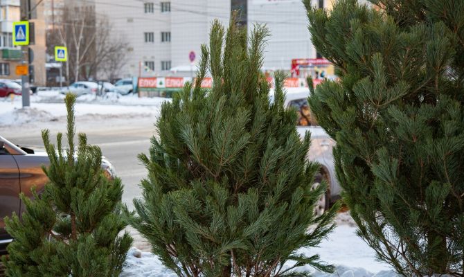 Стало известно, сколько россияне потратят на покупку ёлок на Новый год