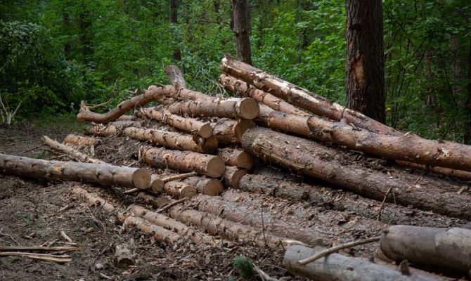 Туляка будут судить за лесной ущерб в 400 тысяч рублей