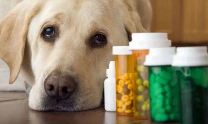 В Туле могут продавать «сомнительные» лекарства для животных: куда обращаться