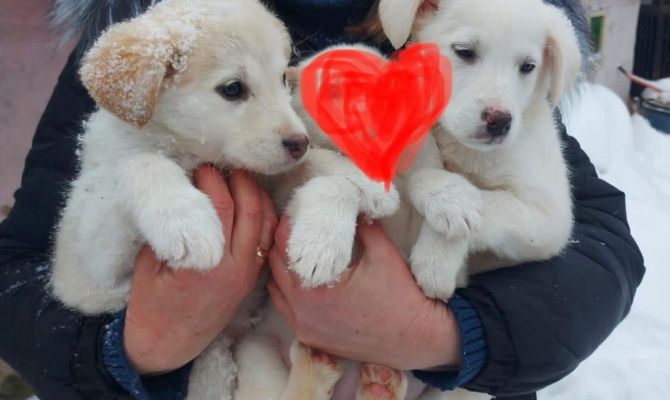 В Узловой из разрушенного и заваленного снегом дома спасли двух щенят