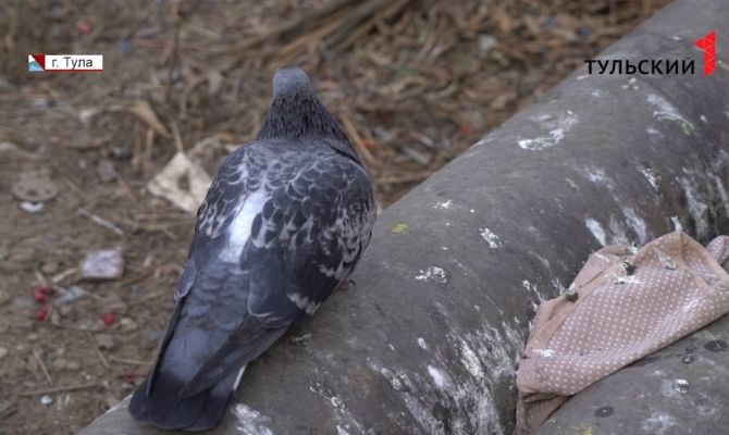 «Мы топим улицу»: туляки пожаловались Алексею Дюмину на плохую изоляцию теплосетей